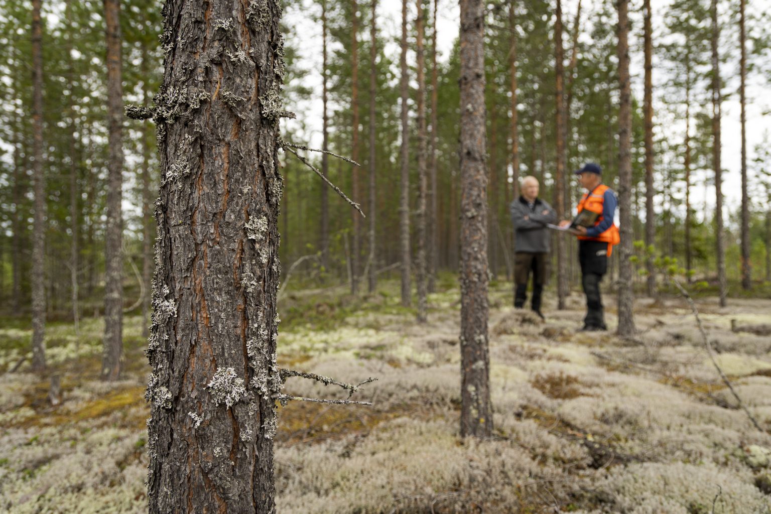 Hitta virkesköpare Bergkvist Siljan